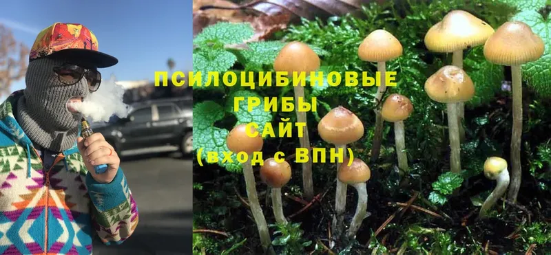 Псилоцибиновые грибы Psilocybe Семилуки